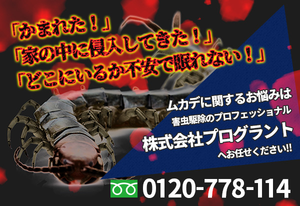 ムカデが家の中に侵入する理由 家の中に棲みつくの? 熊本 佐賀の